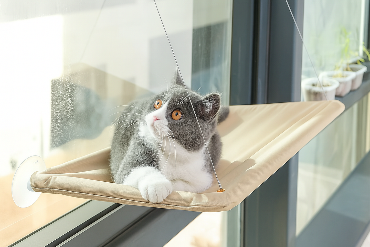 Hamaca para gatos con ventosas